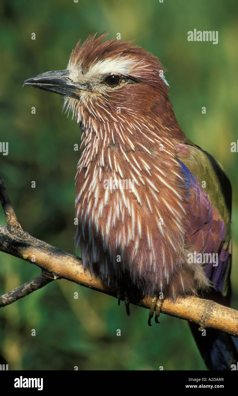 Rufous crowned roller purple roller Coracias naevia South Africa Stock Photo