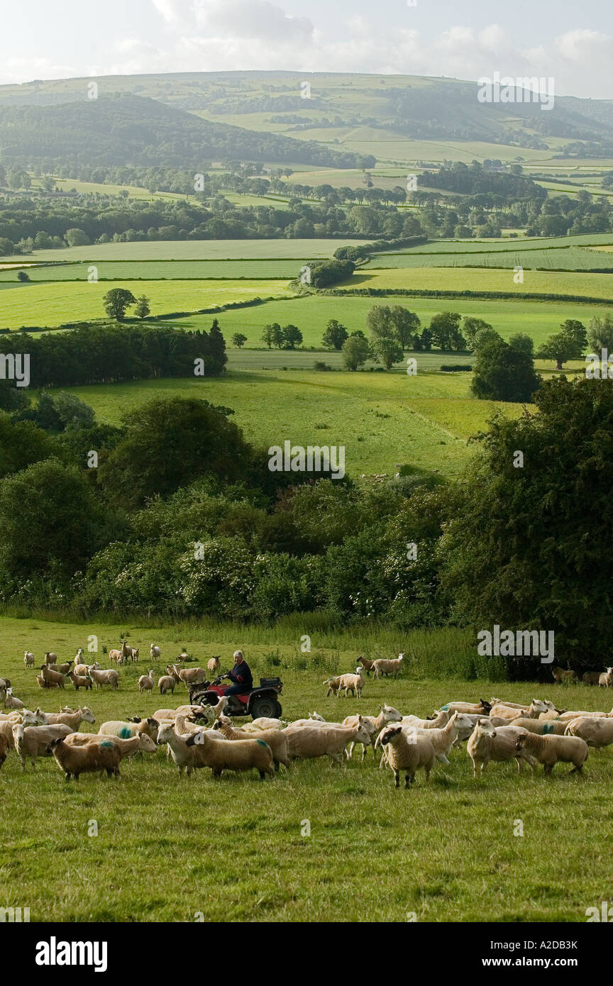 radnorshire sheep farmer feeding flock Stock Photo