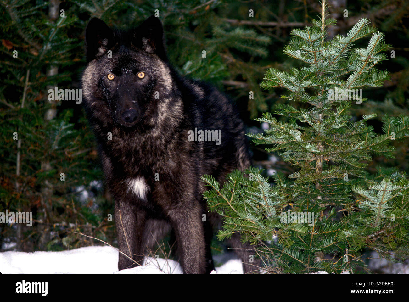 dark gray wolf