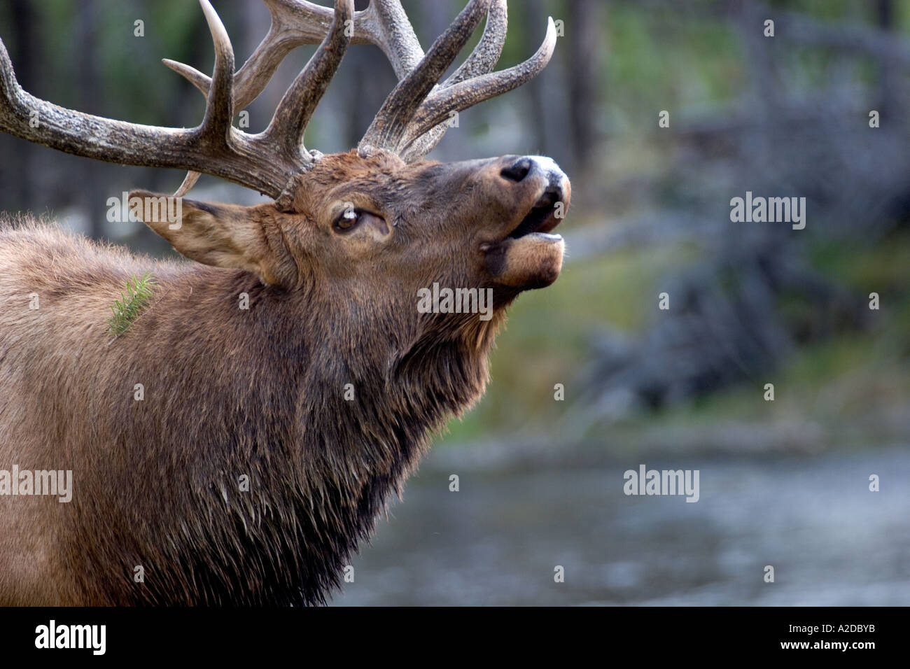 ME461D BUGLING BULL ELKCLOSE UP Stock Photo Alamy