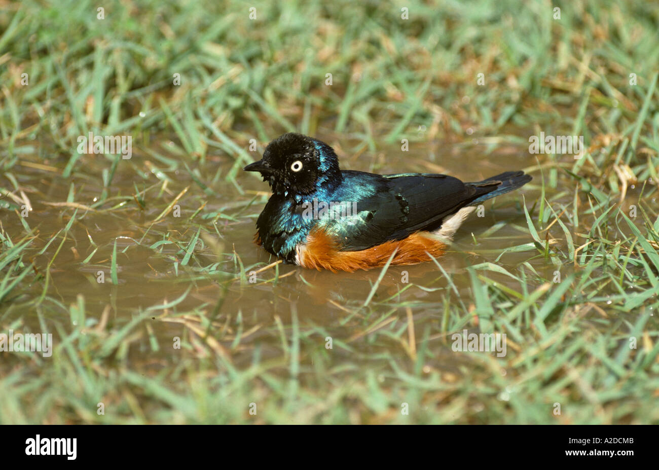 Superb Starling Spreo superbus Bathing Stock Photo