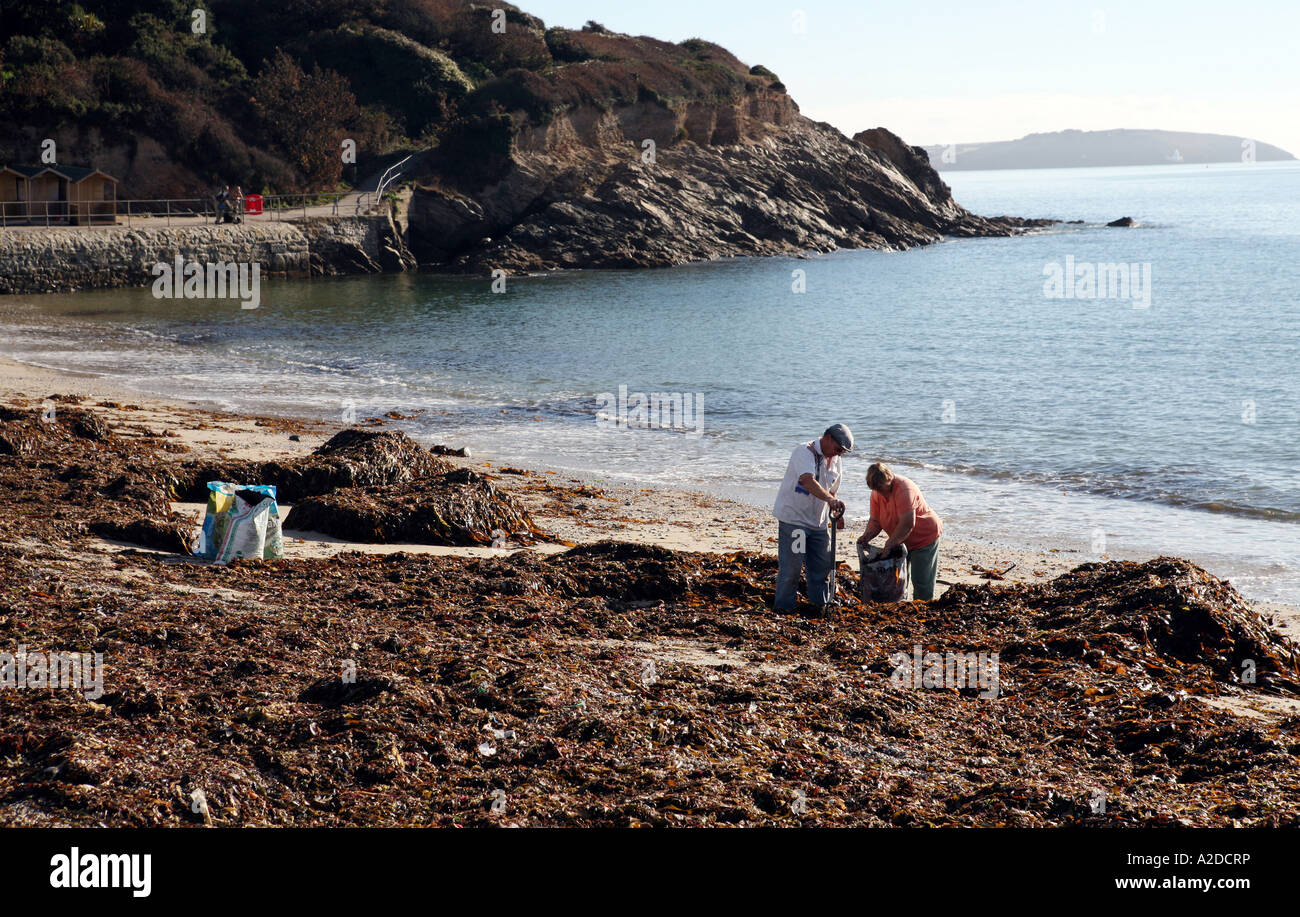 People collecting seaweed, Swanpool Beach, Falmouth, Cornwall, UK Stock