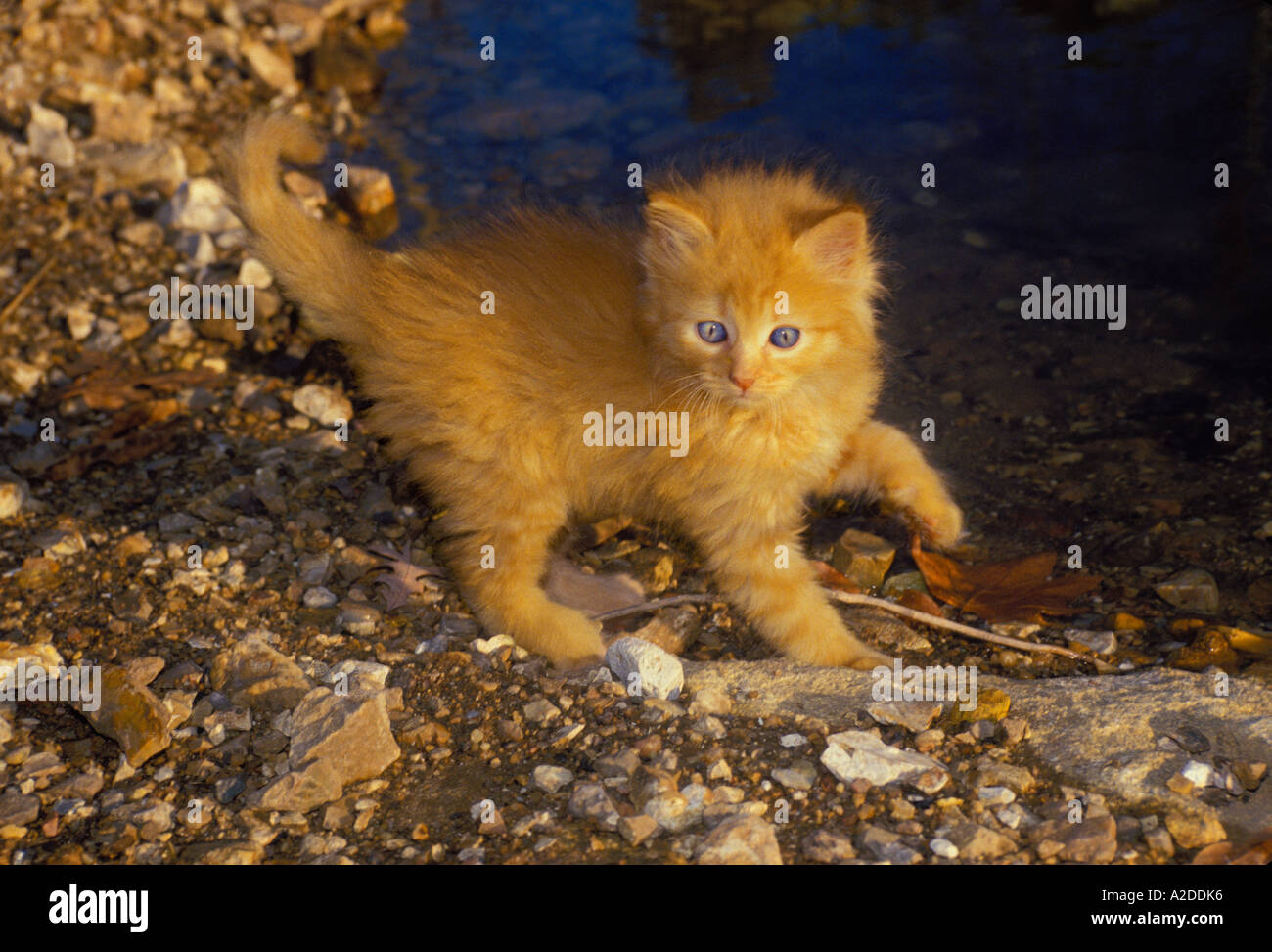Kitten tabby cute hi-res stock photography and images - Alamy