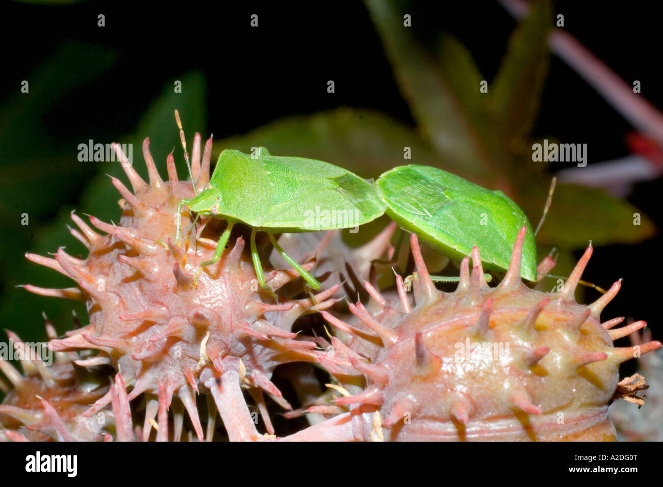 Coleoptera Dermestidae. Sachica, Boyacá, Colombia, South America Stock Photo