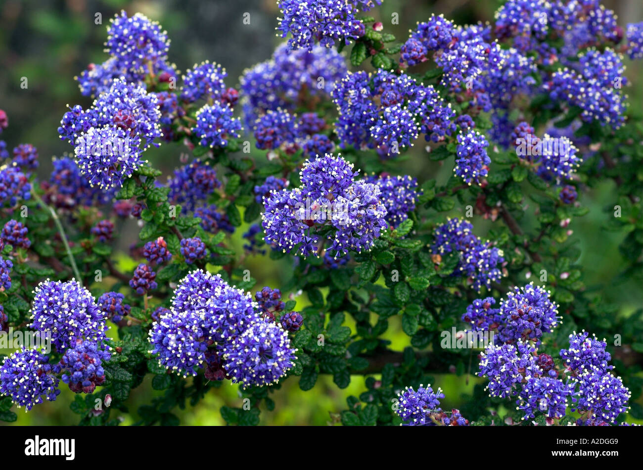 Ceanothus Dark Star, Small Leaf Mountain Lilac, california lilac, Stock Photo