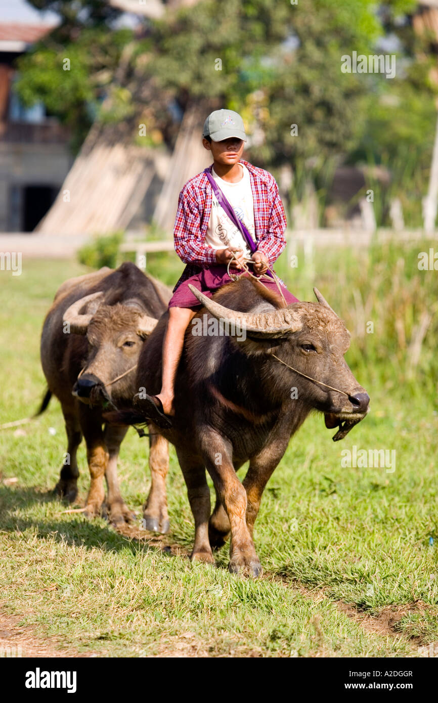 A boy riding a water buffalo hi-res stock photography and images - Alamy