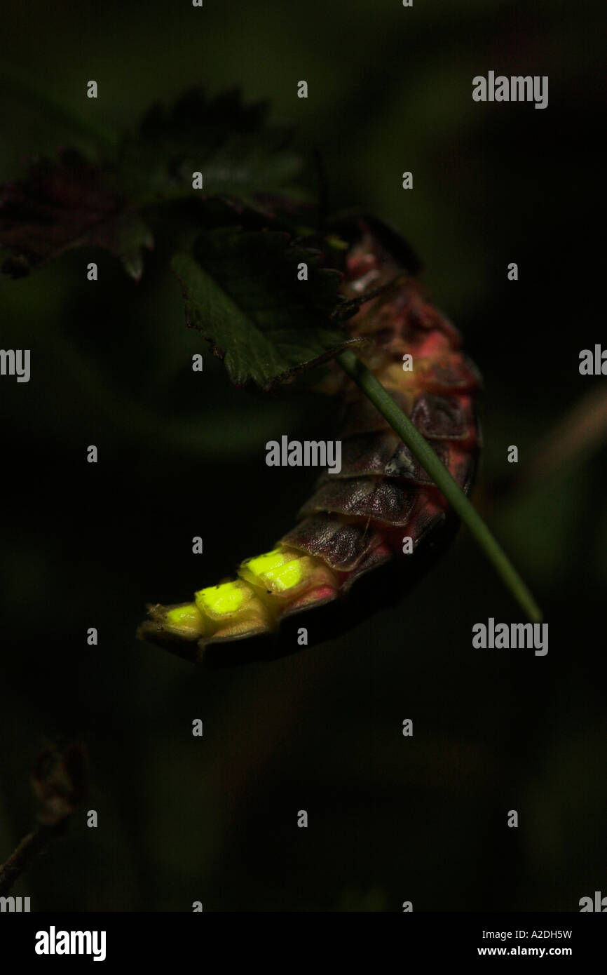 Female glow worm wingless glowing Stock Photo Alamy