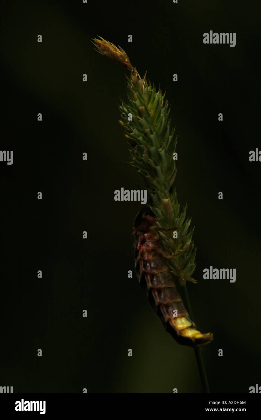 Female glow worm wingless glowing Stock Photo Alamy