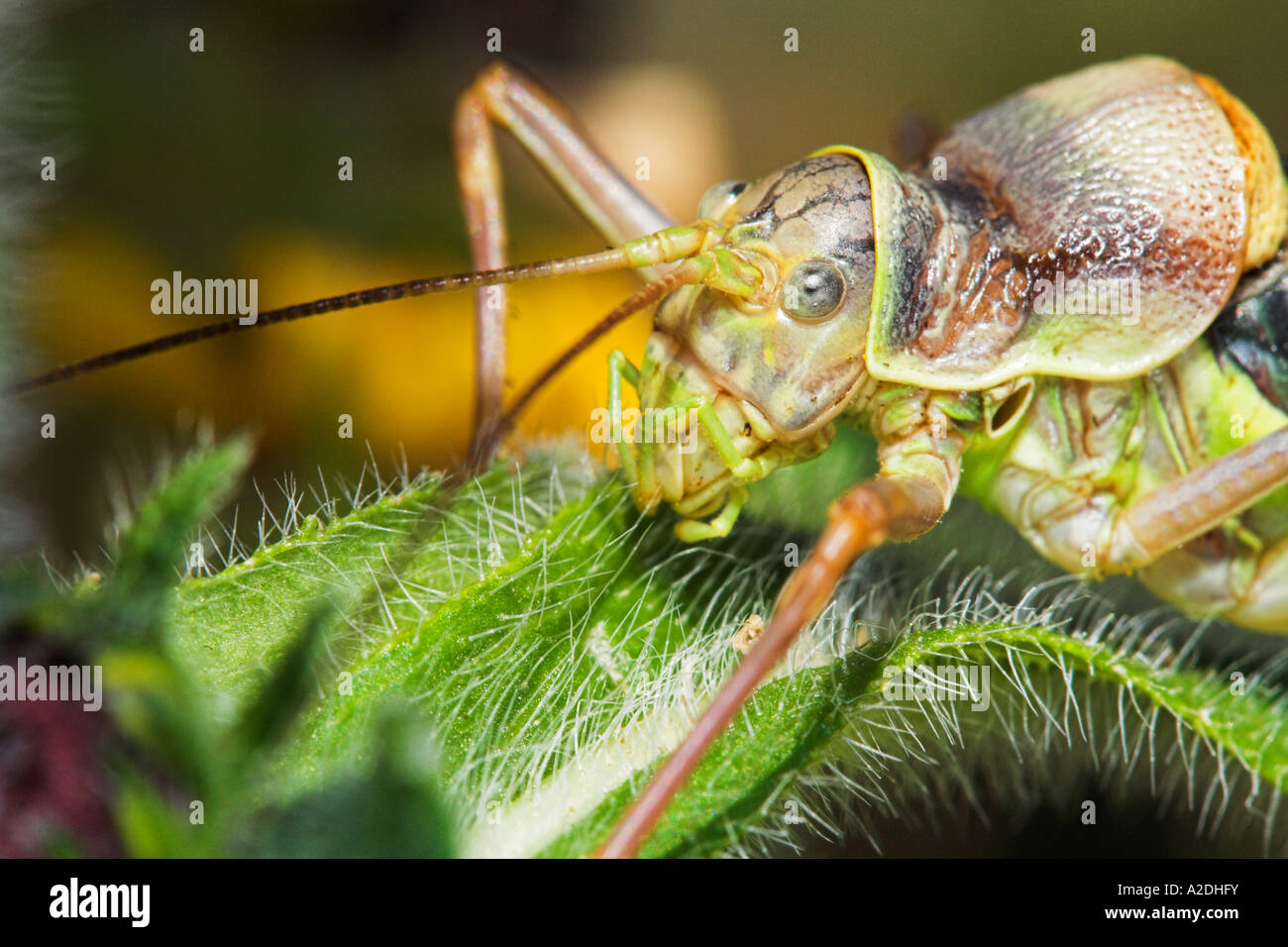 Female Saddleback Bush Cricket Ephippiger Ephippiger France Europe Stock Photo Alamy
