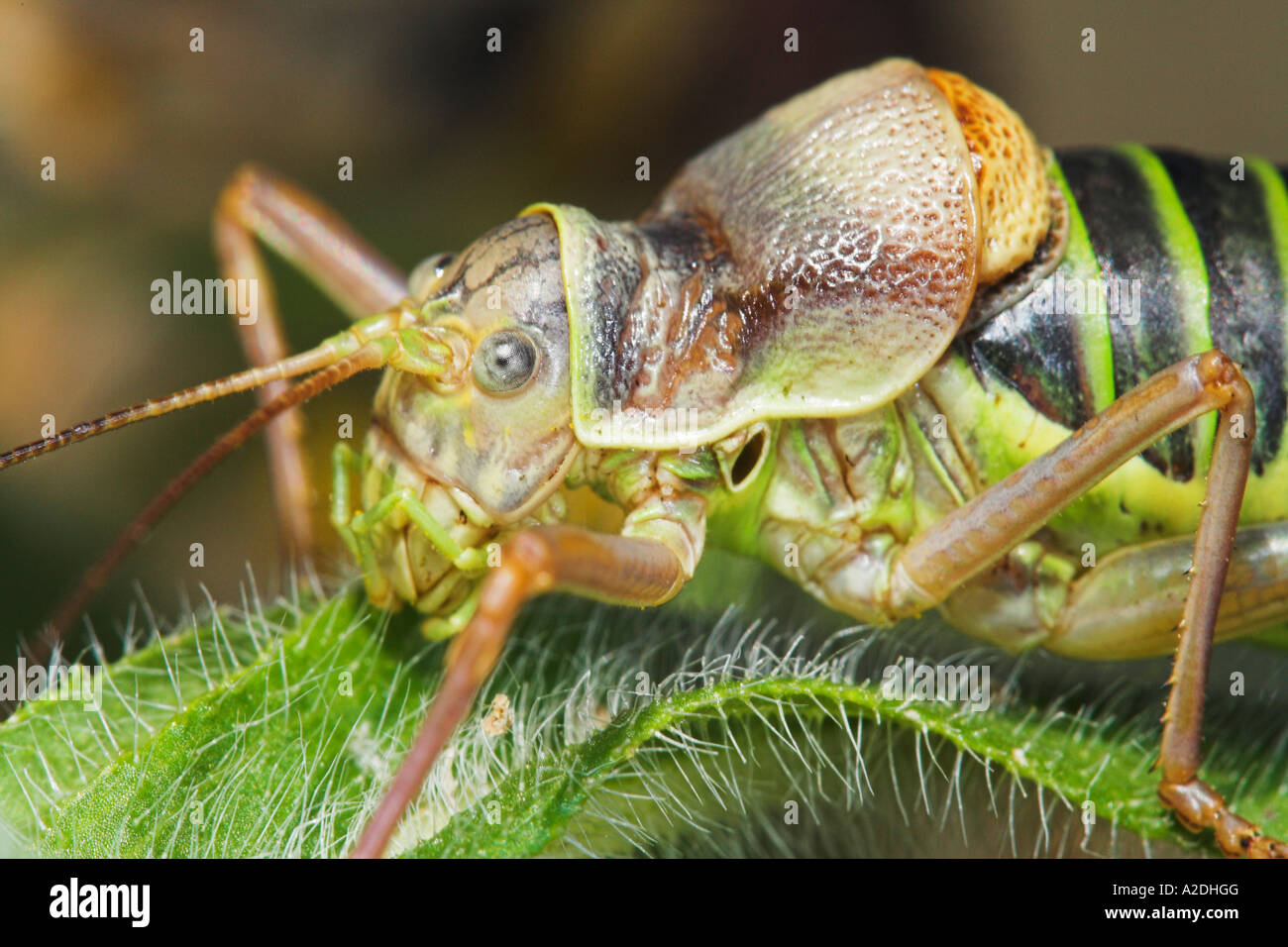 Female Saddleback Bush Cricket Ephippiger Ephippiger France Europe Stock Photo Alamy