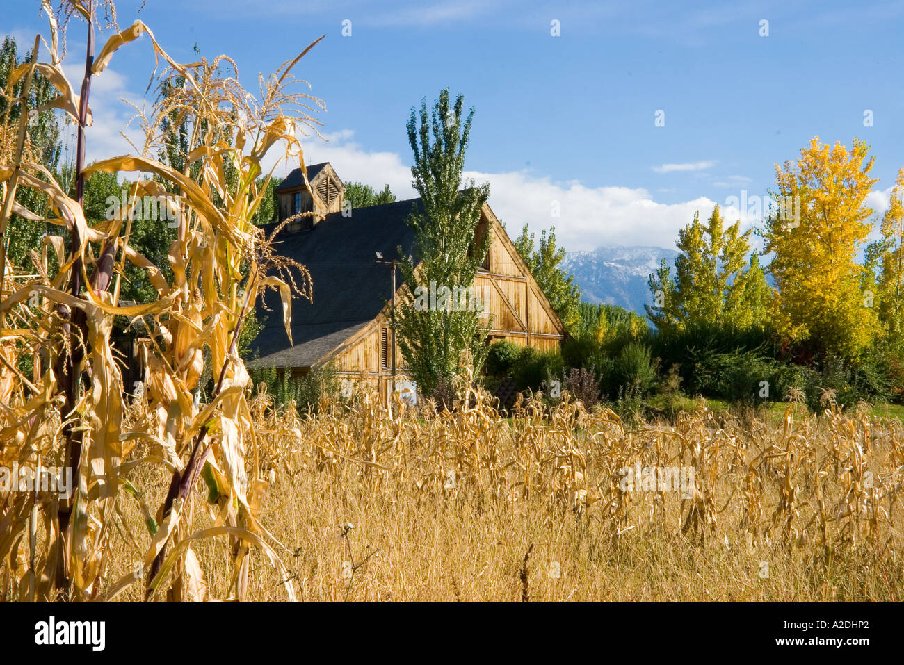 Old barn standing in cornfields at Wheeler Farm Historical Park Salt