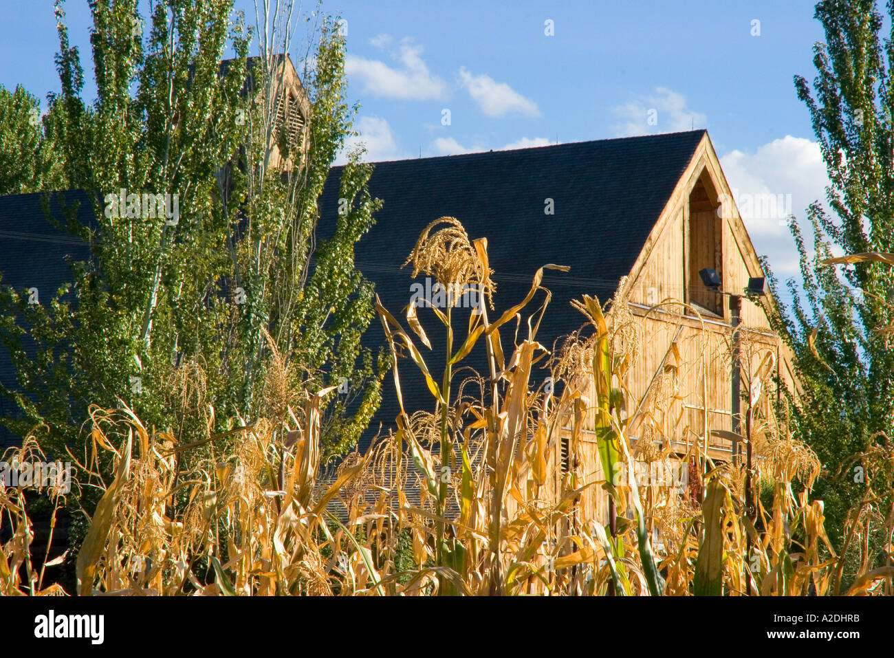 Old barn standing in cornfields at Wheeler Farm Historical Park Salt