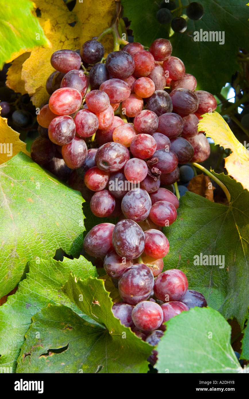 Bunch of red grapes hanging from a grape vine Stock Photo