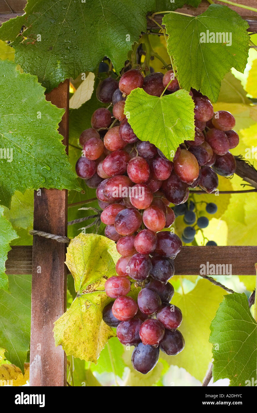 Bunch of red grapes hanging from a grape vine on a trellis Stock Photo