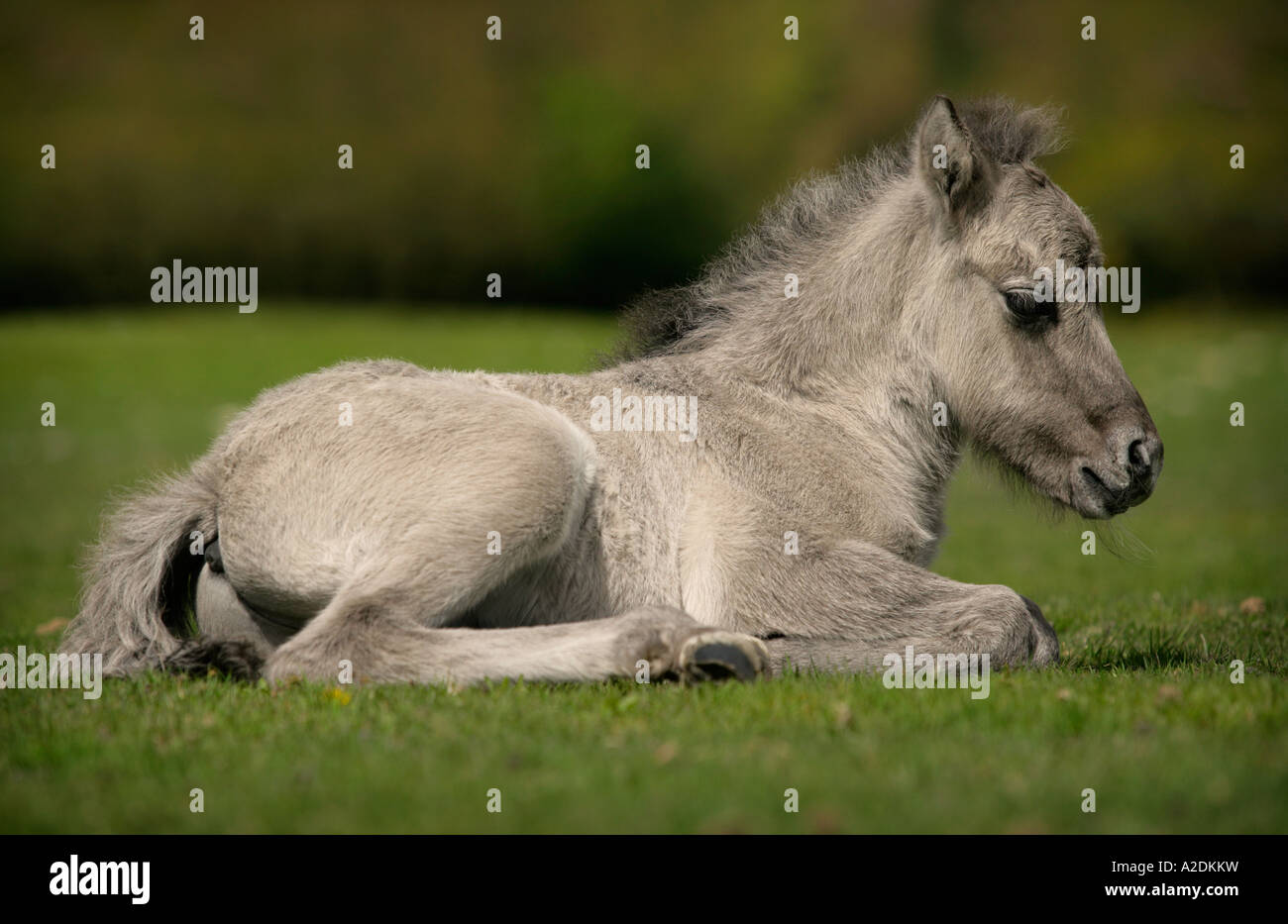 New forest grey hi-res stock photography and images - Alamy