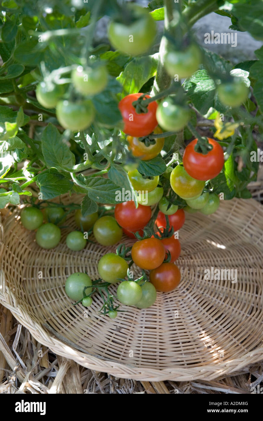 Wicker barbecue plates used to protect ripening cherry tomatoes from touching the soil Stock Photo
