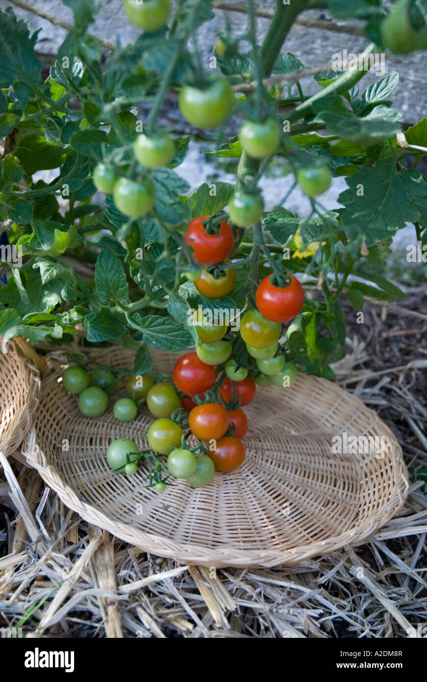 Wicker barbecue plates used to protect ripening cherry tomatoes from touching the soil Stock Photo