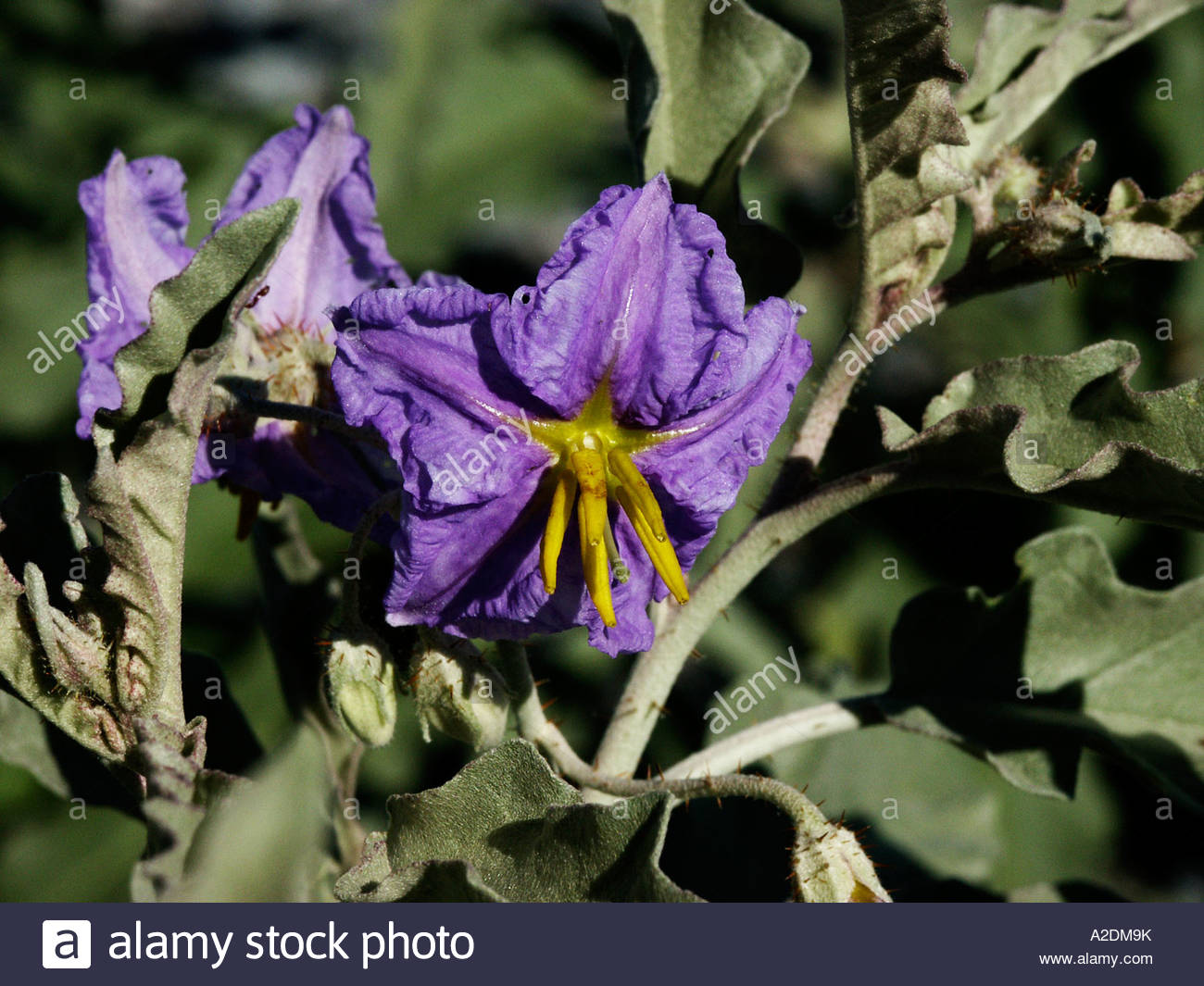 Silver Leaf Nightshade Silverleaf Nightshade Solanum Elaeagnifolium Stock Photo Alamy Silver Leaf Nightshade Silverleaf Nightshade Solanum Elaeagnifolium Stock Photo Alamy