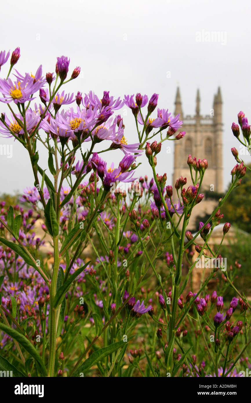 Michaelmas daisies and church spire. Oxford Botanical Gardens Stock Photo