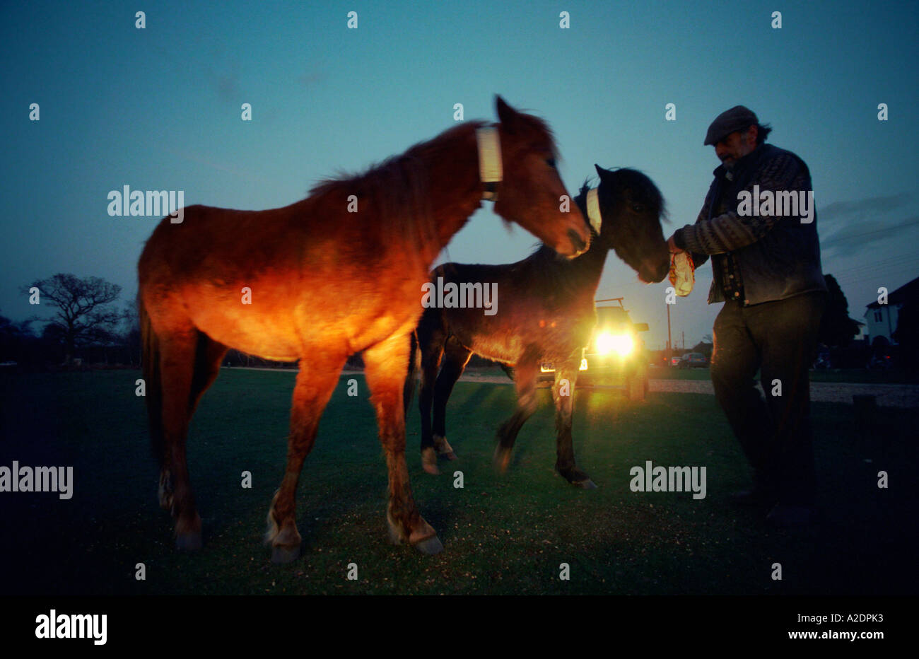 New Forest pony in reflective neckband designed to cut the number of ponies killed and injured in road accidents at night Stock Photo