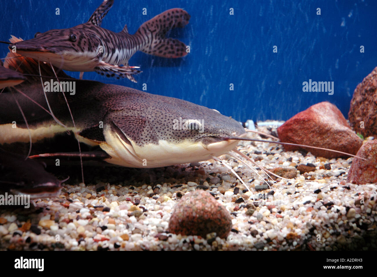catfishes in aquarium Pseudoplatystoma fasciatum Tiger Shovelnose and Phractocephalus hemioliopterus Red-tailed catfish Stock Photo