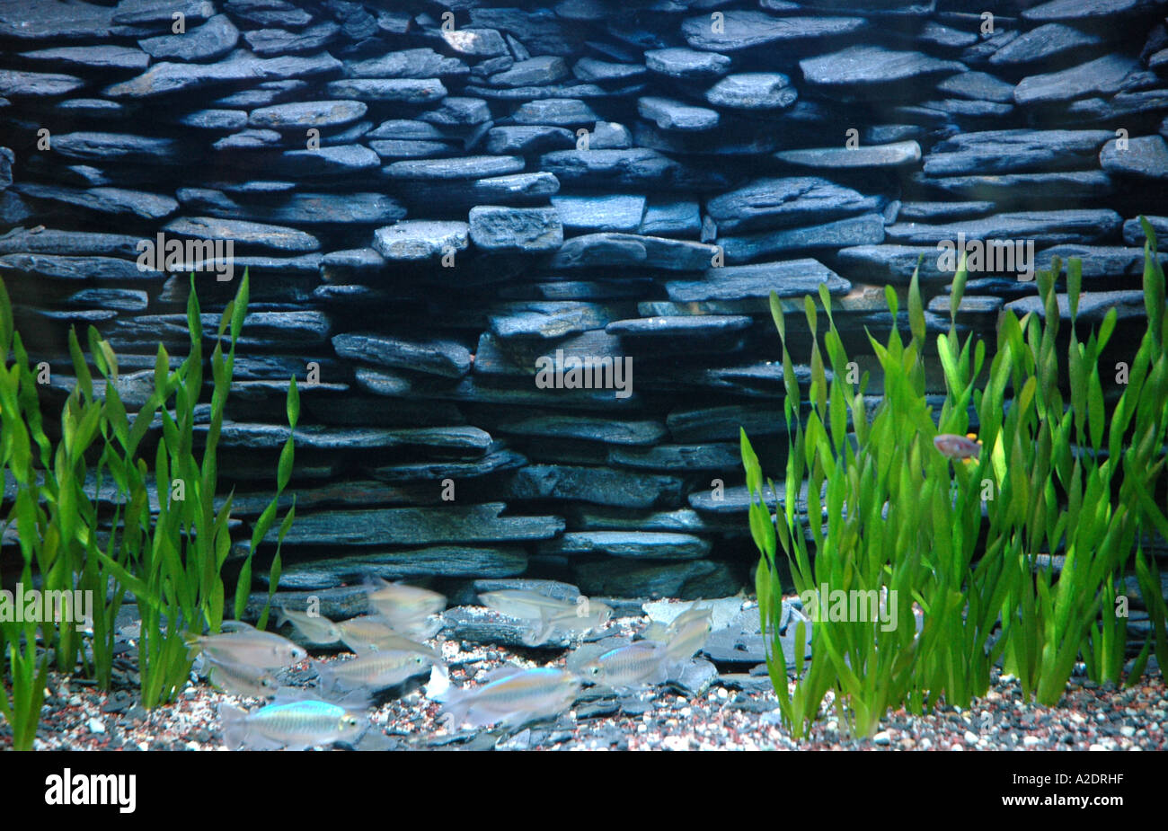 Phenacogrammus interruptus Congo tetra fish in aquarium Stock Photo