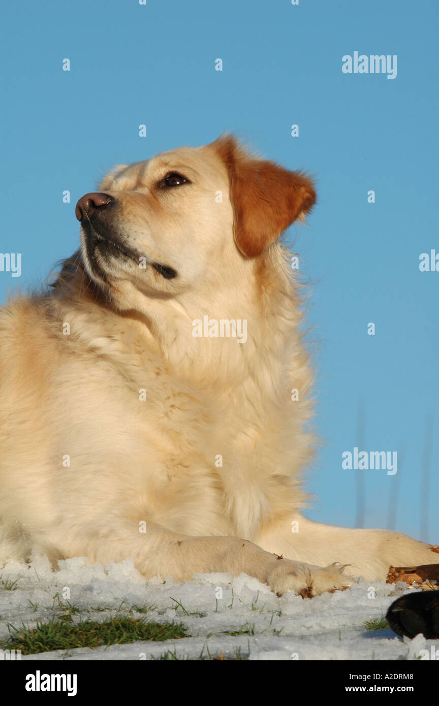 Golden Retriever lying in the snow looking up at blue sky Stock Photo ...