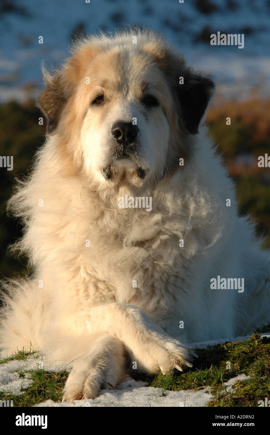 Snooty dog hi-res stock photography and images - Alamy