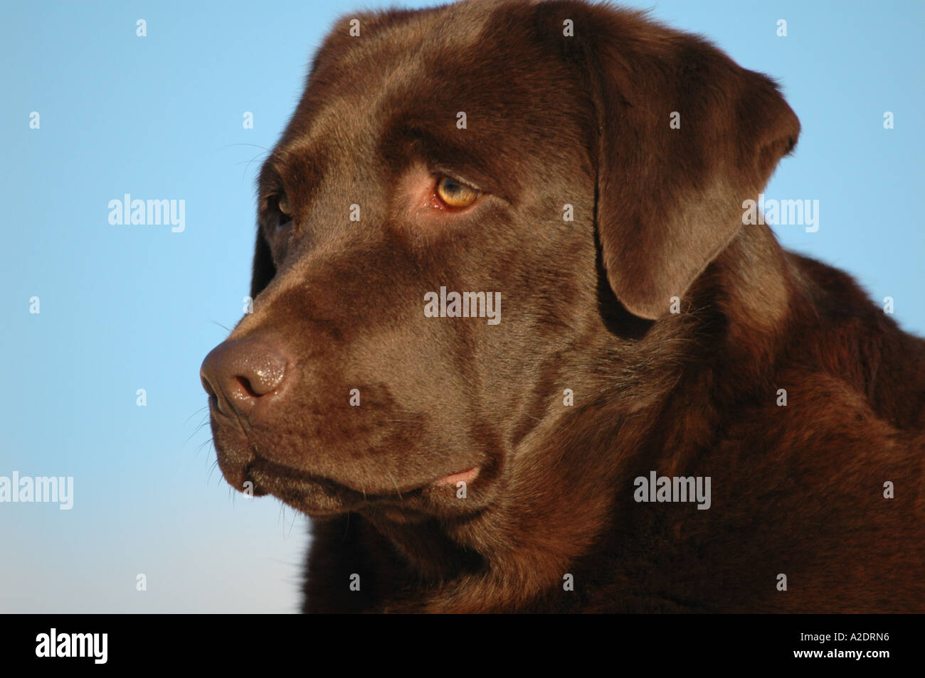 portrait of Chocolate Labrador. Stock Photo