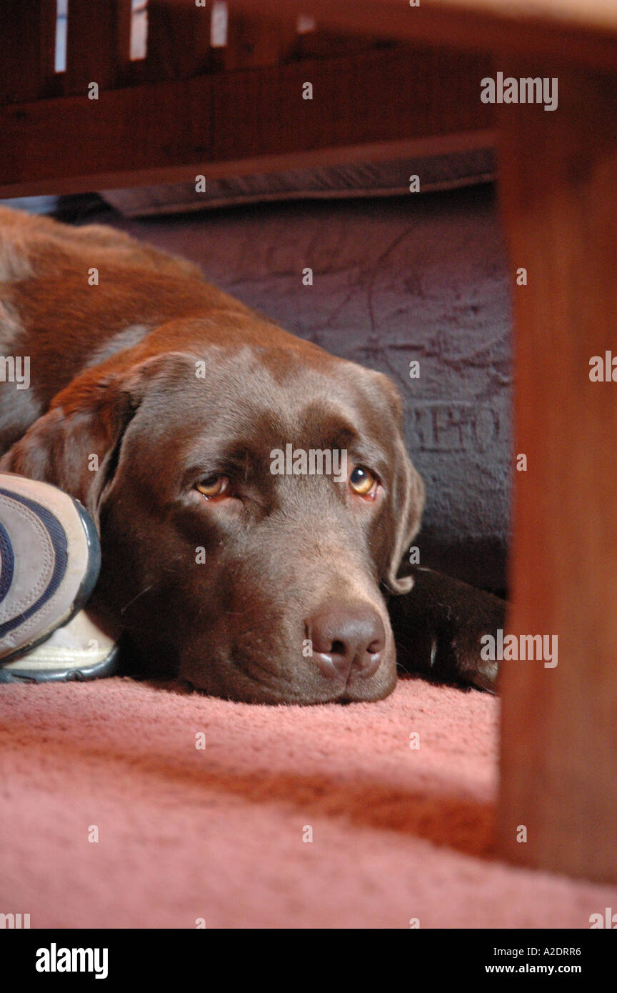 Chocolate Labrador lying down with head on floor Stock Photo Alamy