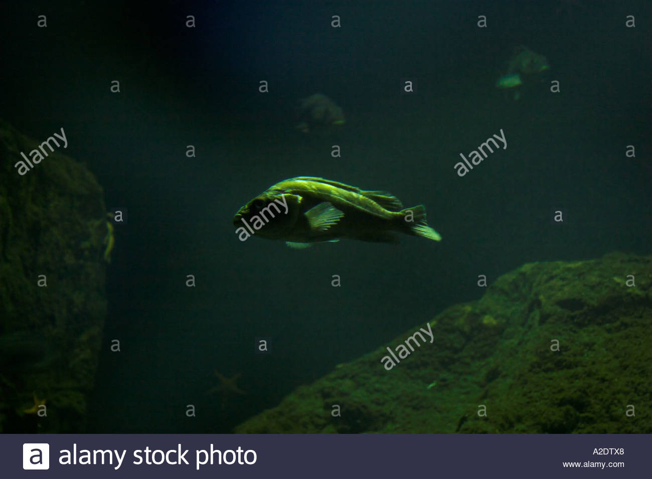 Grouper Pacific Undersea Gardens Underwater Aquarium Victoria