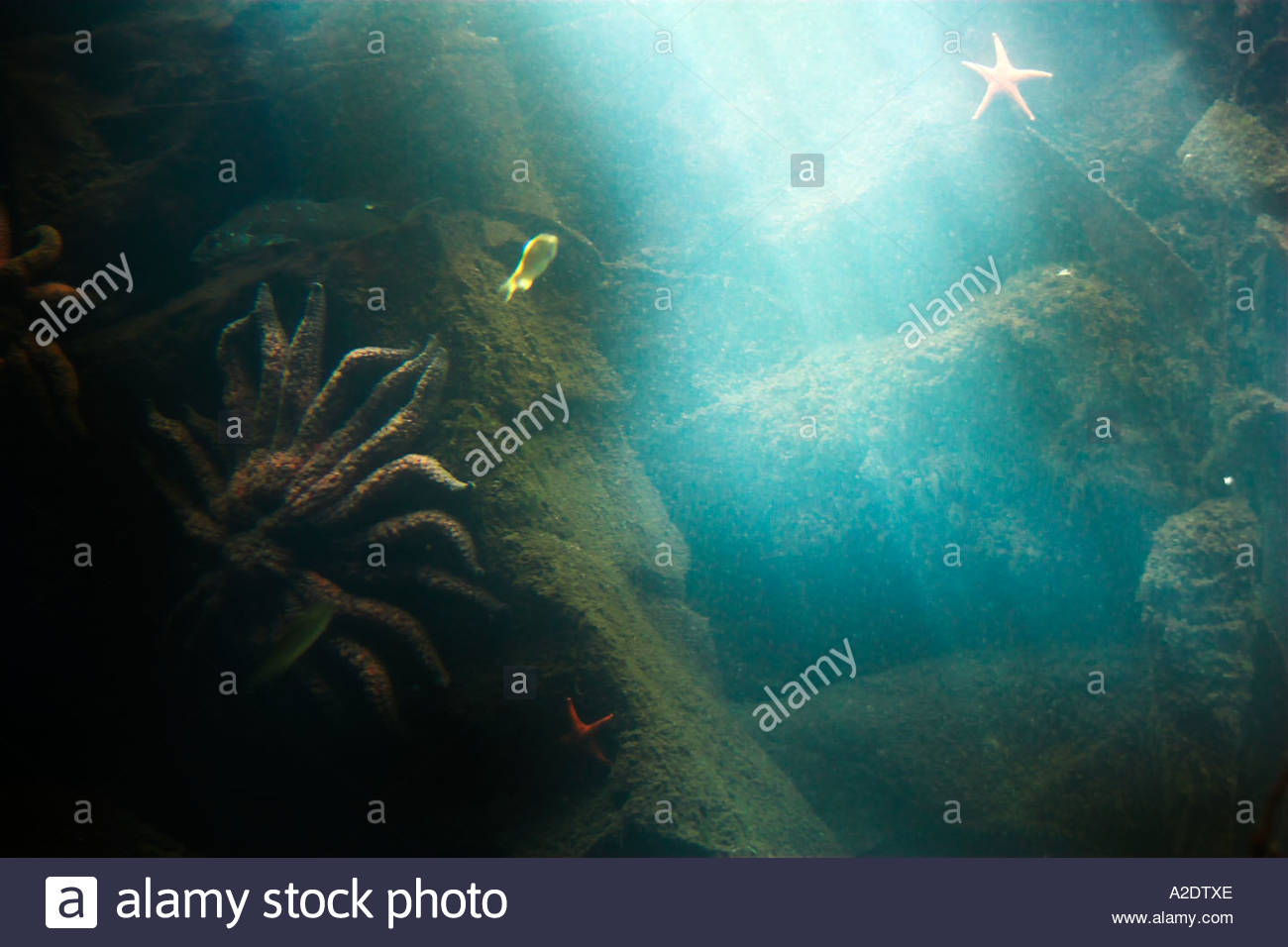 Pacific Undersea Gardens Underwater Aquarium Victoria Vancouver
