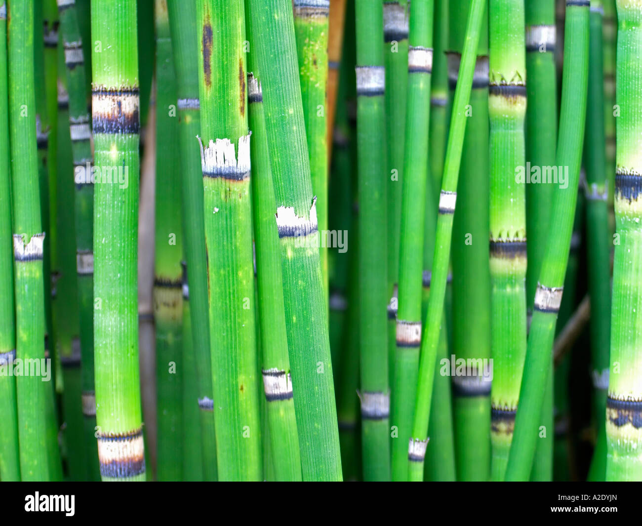 Young Bamboo Shoots Stock Photo Alamy   Young Bamboo Shoots A2DYJN 