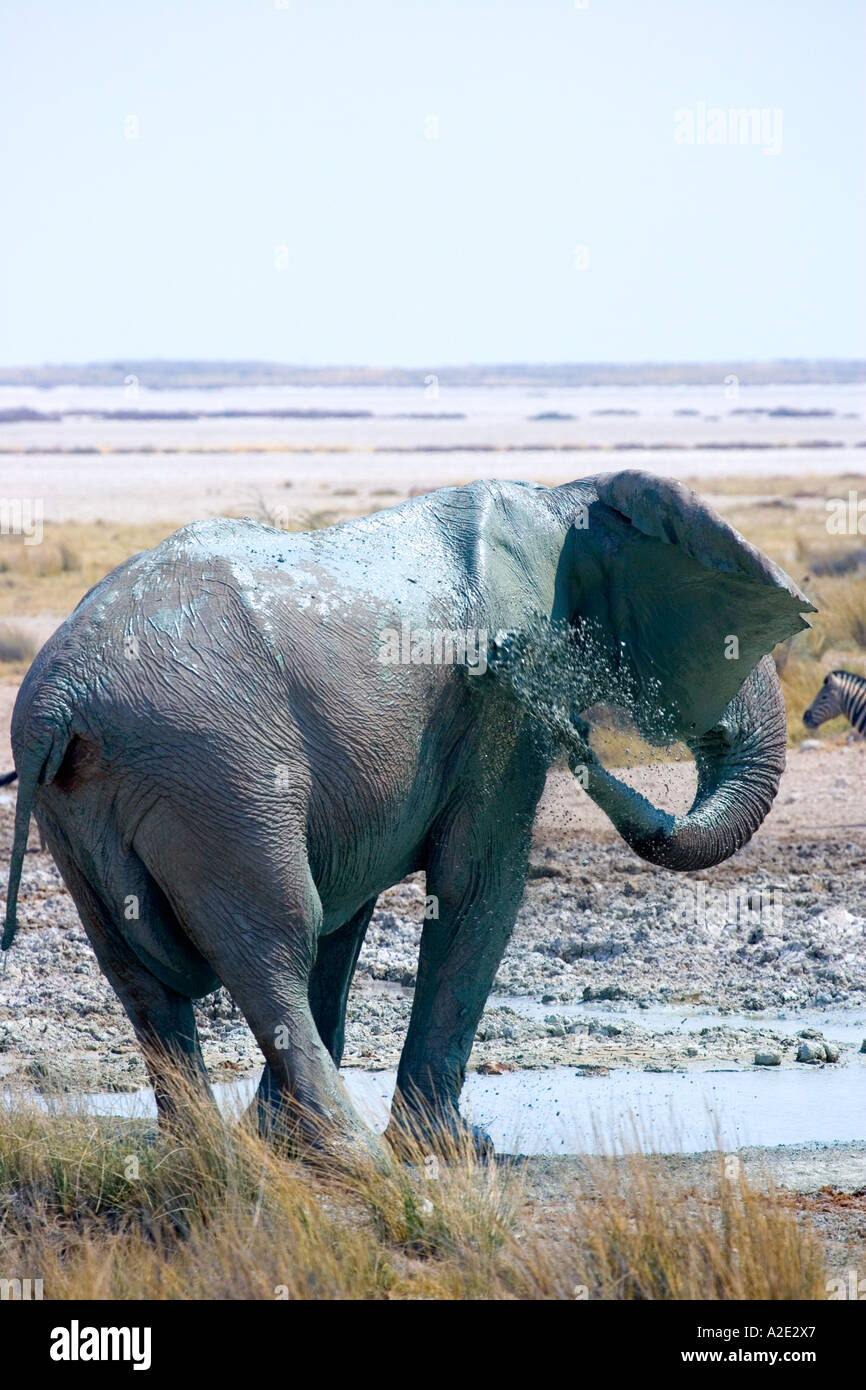 Namibia, Africa: African Elephant (Loxodonta Africana), Namutoni Resort, Etosha Pan Stock Photo