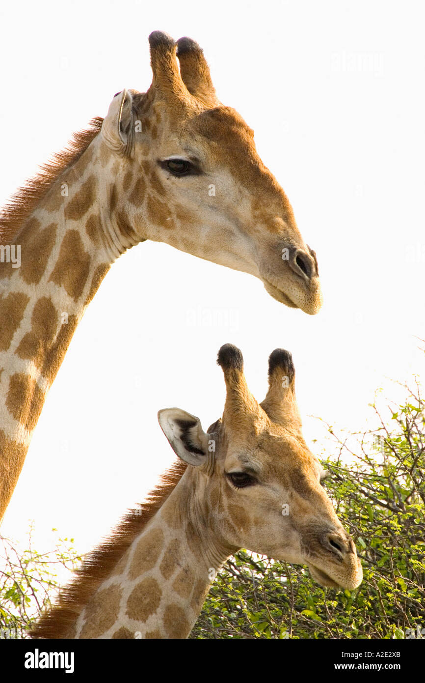 Namibia, Africa: Two Watchful Giraffes (Garaffa Camelopardalis) at Namutoni Resort, Etosha Pan Stock Photo