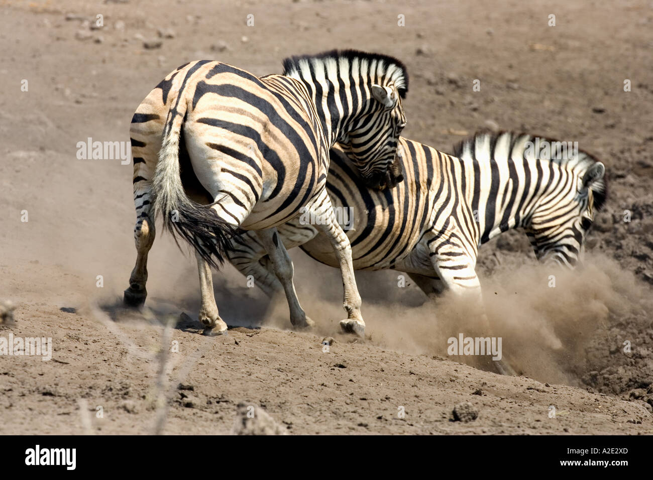 Namibia, Africa: Fighting Zebras (Equus Burchellii) at Namutoni Resort, Etosha Pan Stock Photo