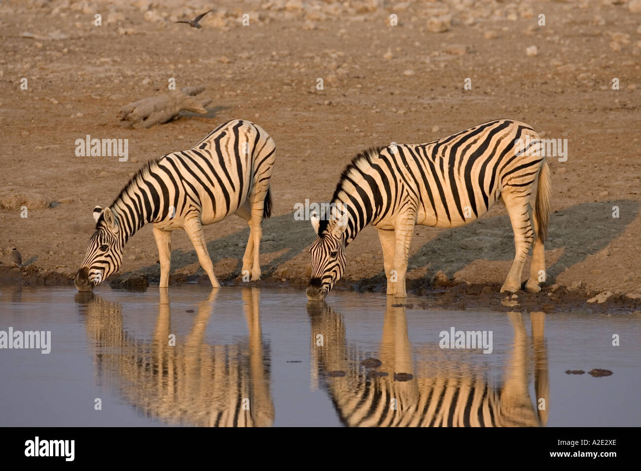 Namibia, Africa: Two Drinking Zebras (Equus Burchellii) at Namutoni Resort Stock Photo