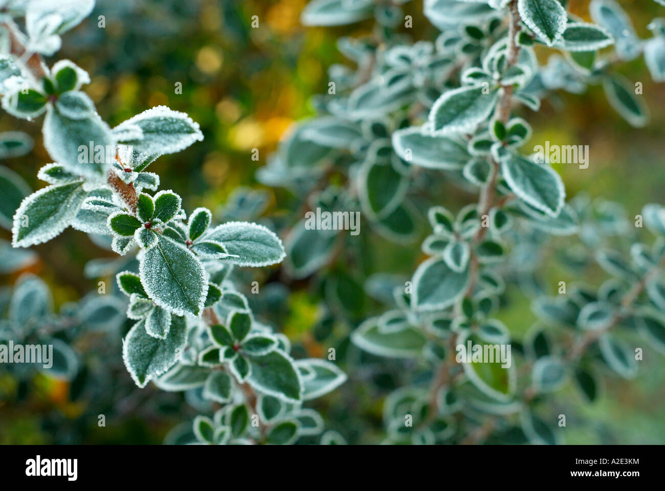 frosted green leaves Stock Photo Alamy