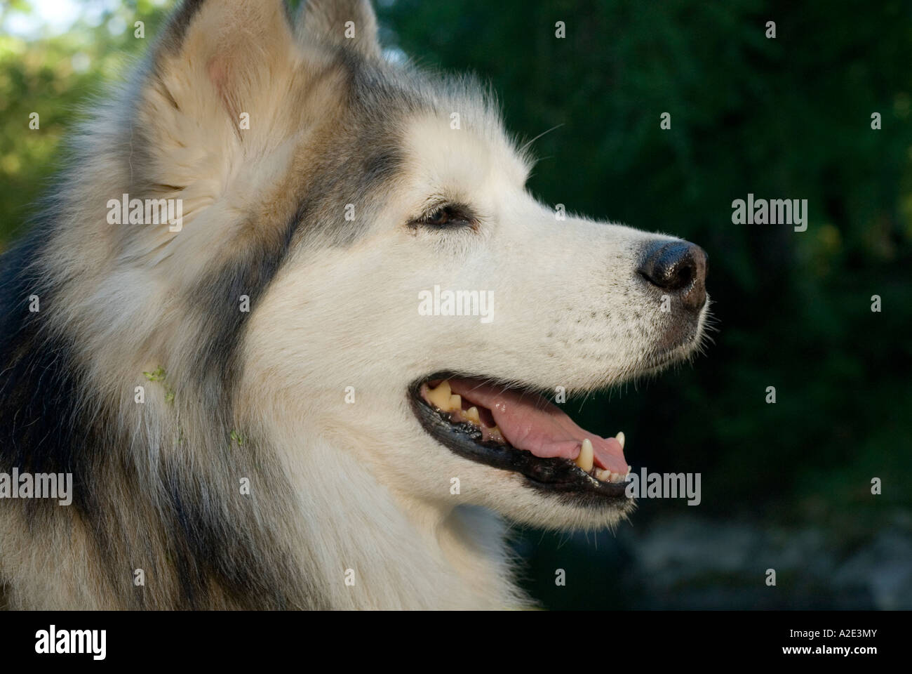 profile of husky dog sitting by river Stock Photo - Alamy