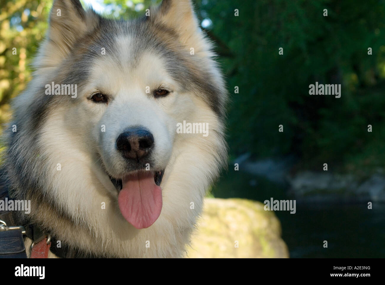 Husky dog sitting by river looking into camera with tongue hanging out Stock Photo