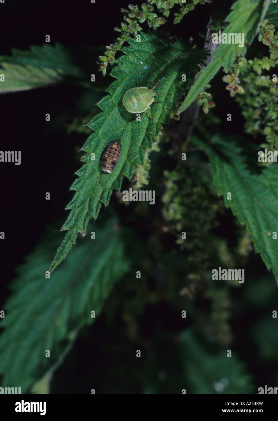 Nettle bug hi-res stock photography and images - Alamy