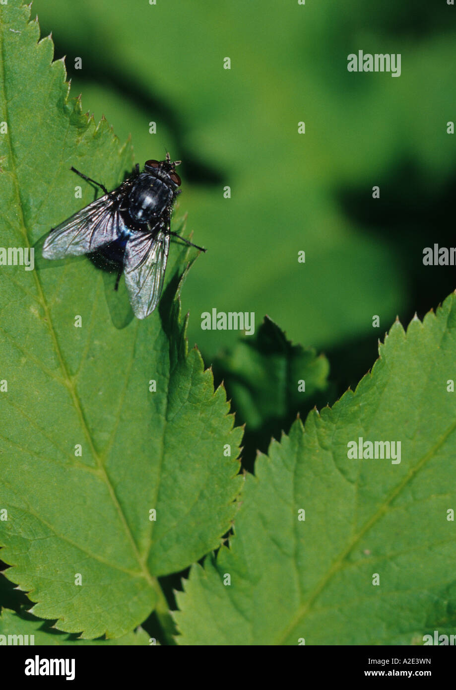 Uk insects hi-res stock photography and images - Alamy