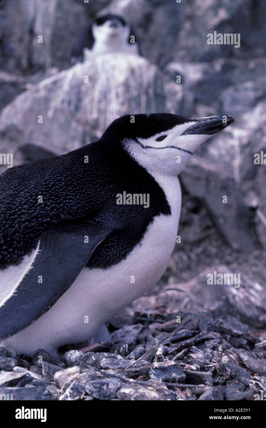Antarctica. Chinstrap penguin nesting Stock Photo - Alamy