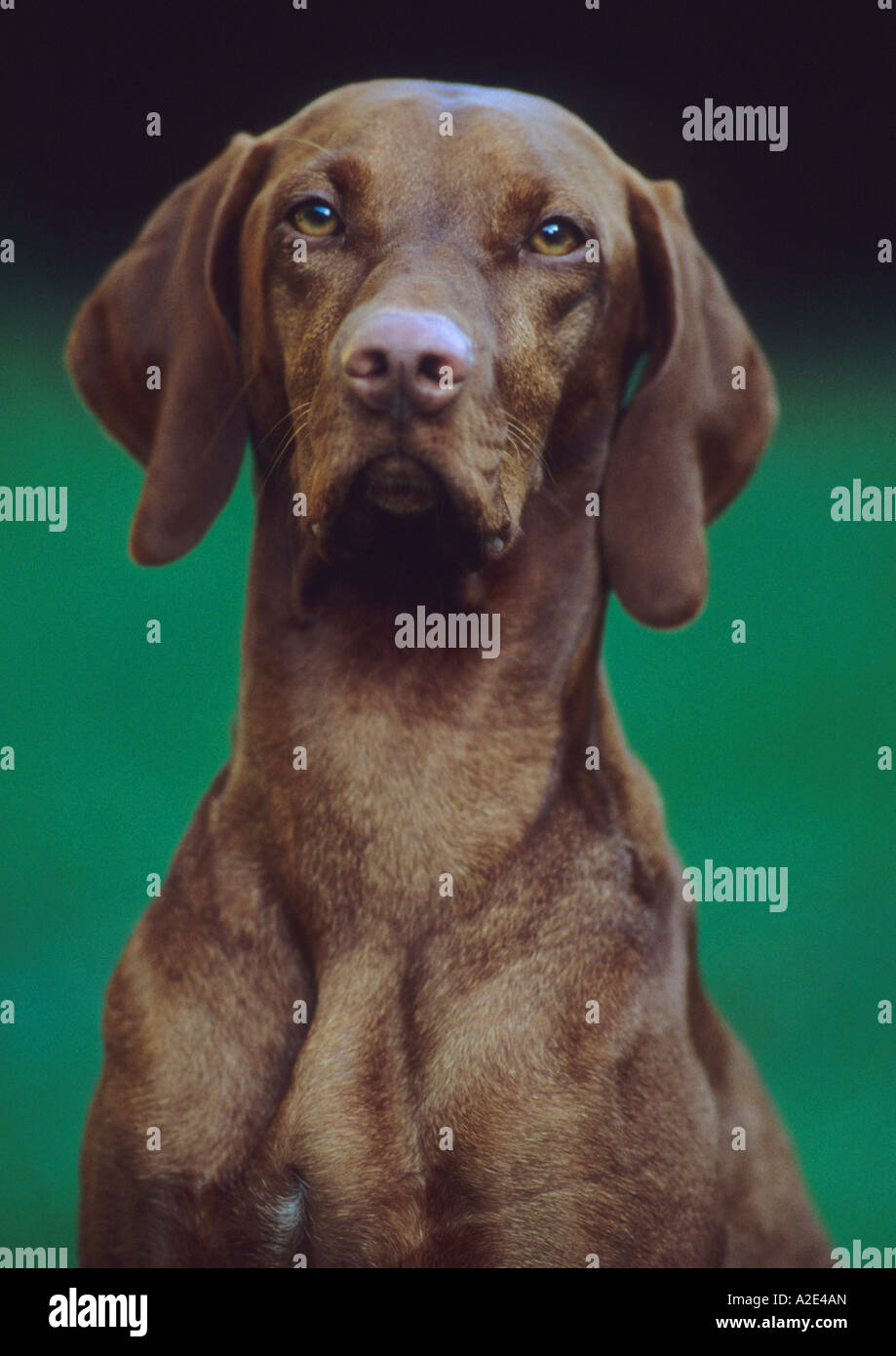 Hungarian Vizsla  dog Stock Photo