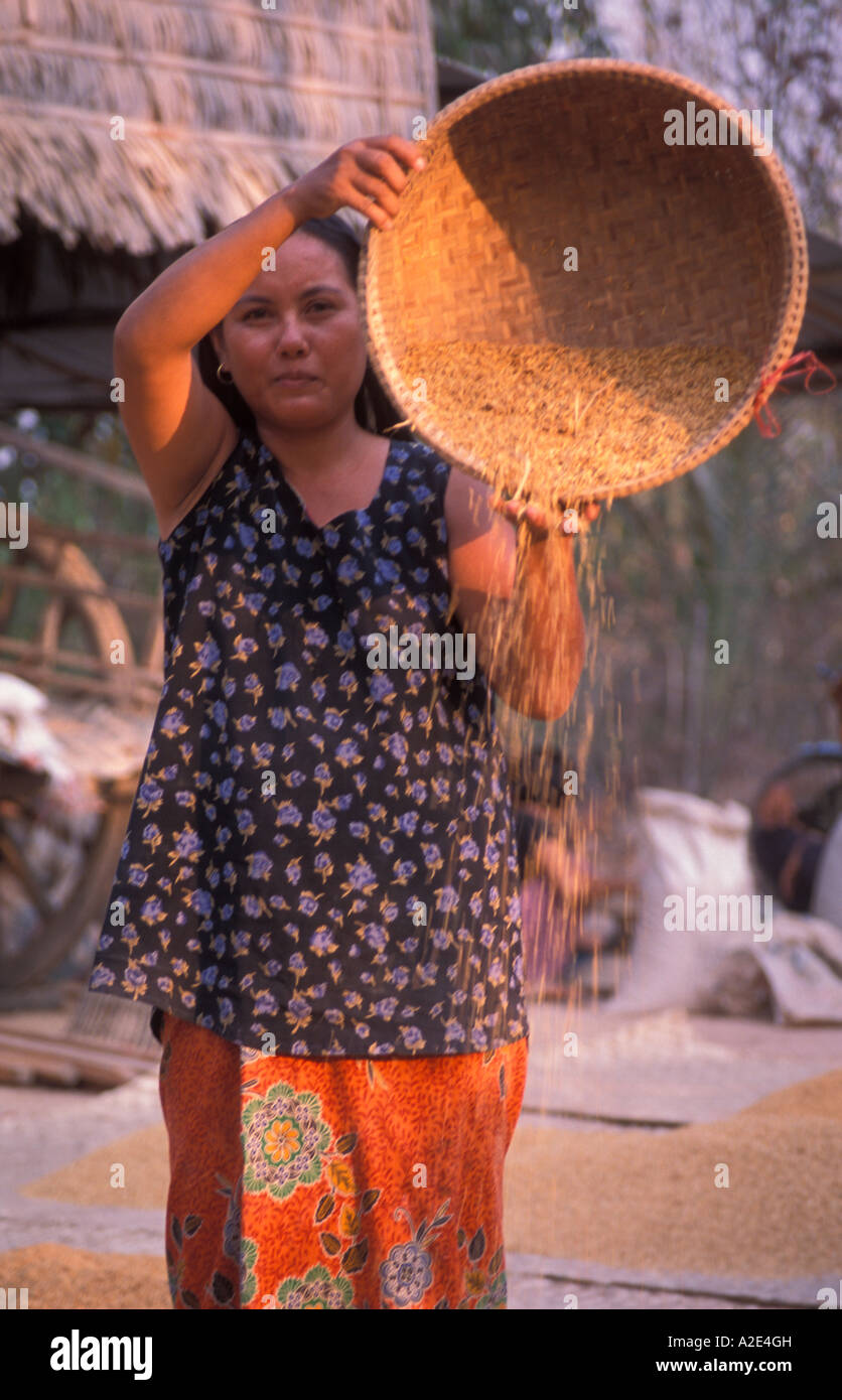 Woman cleaning rice Mesang district Cambodia Stock Photo Alamy