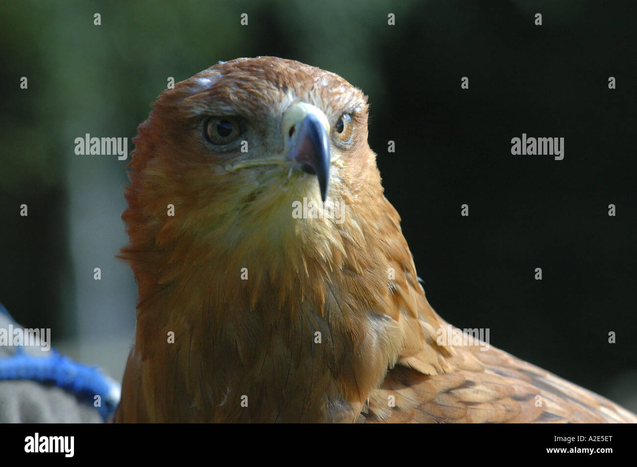 An African Tawny Eagle Aquila Rapax Stock Photo