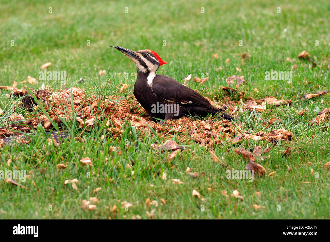 Pileated Woodpecker Tongue