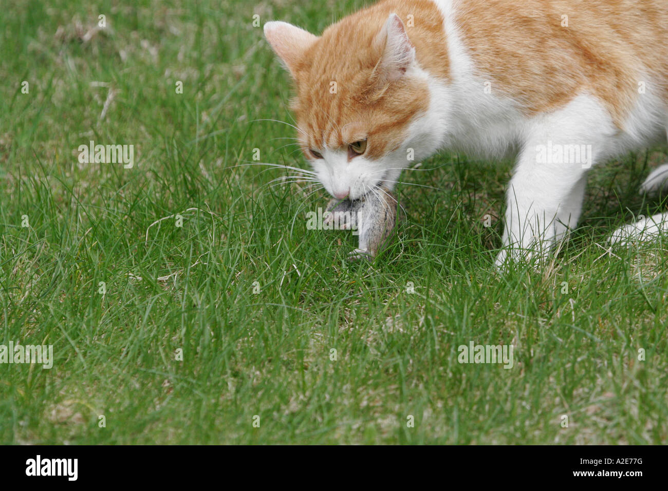 Cat with dead mouse Stock Photo Alamy
