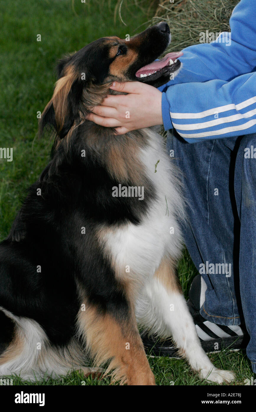 Dog beeing caressed by a boy Stock Photo