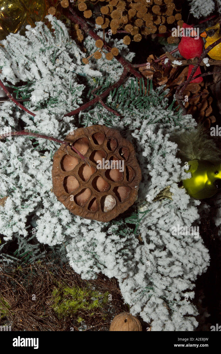 A seed pod tree ornament on a Christmas tree that will be auctioned off at the Festival of Trees